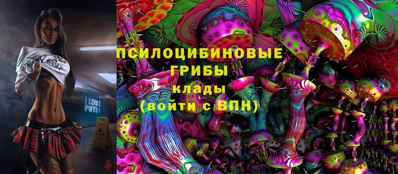 дарк нет какой сайт  Каменка  Псилоцибиновые грибы Psilocybe 